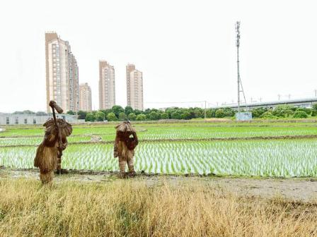 草鞋山遗址风光