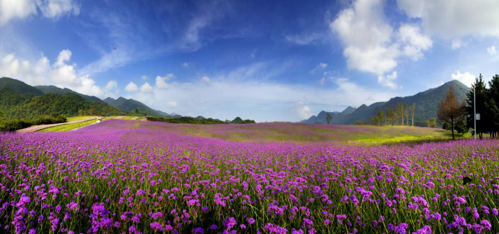 云中花海风景图