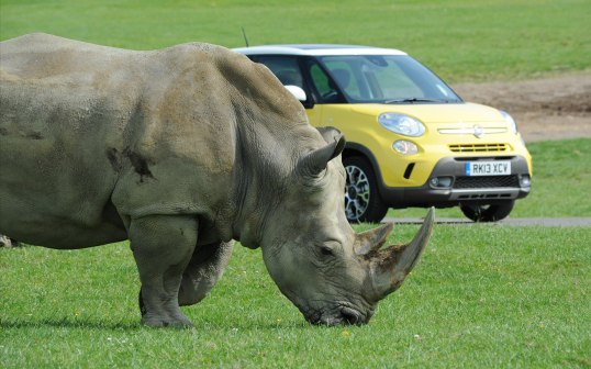 Fiat 500L Trekking