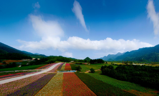 云中花海风景图