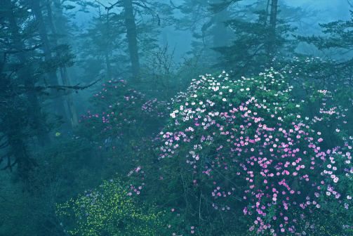 瓦屋山植物