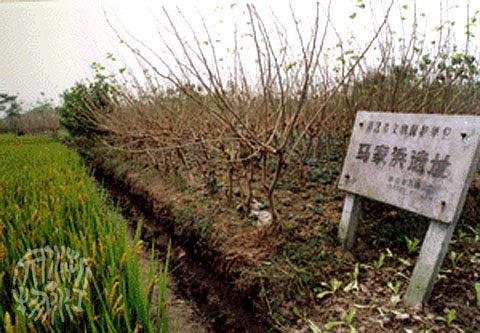 马家浜遗址